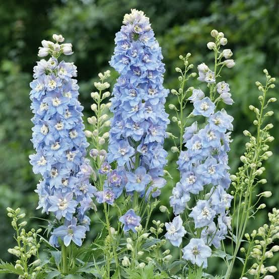 July Birth Flower - Larkspur & Water Lily