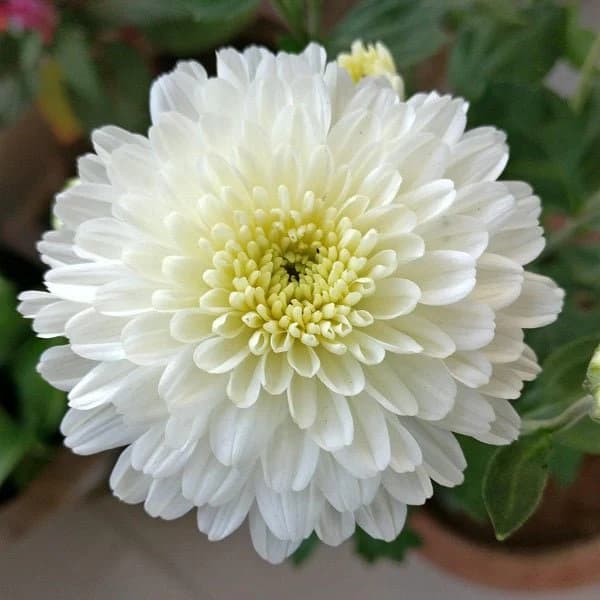 November Birth Flower - Chrysanthemum